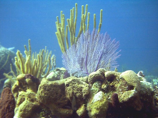 Underwater Corals of the bahamas!